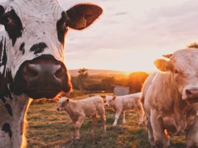 choose-cow