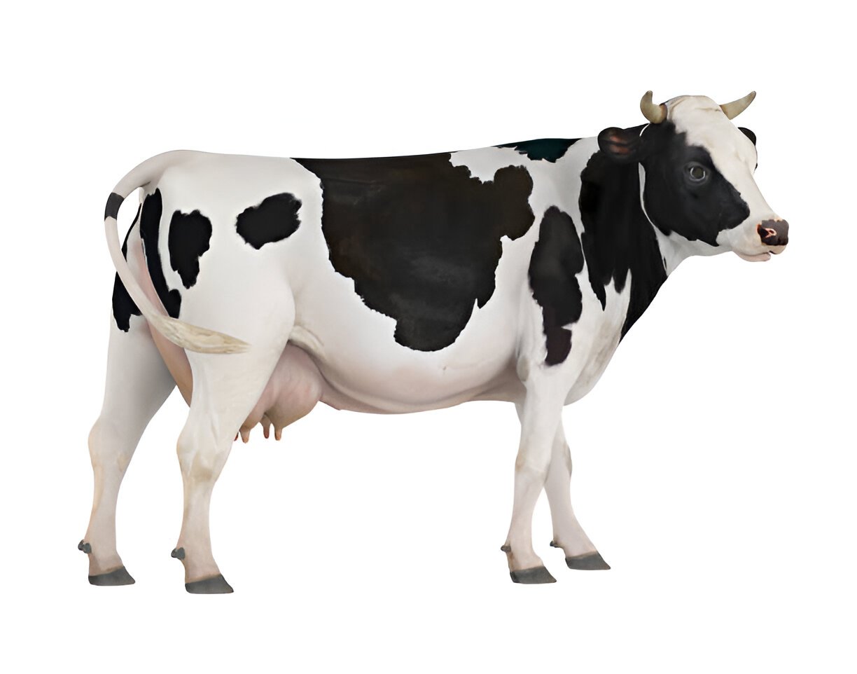 cowmilk