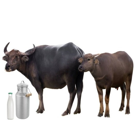 buffalo-milk