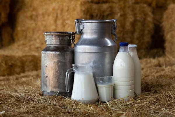 Cow milk, collected hygienically using advanced milker technology, is a wholesome source of nutrition for all ages. Packed with calcium, protein, and essential vitamins, it supports strong bones, energy, and overall health. Milker systems ensure efficiency and cleanliness, preserving the milk’s natural freshness and creamy texture. Ideal for drinking, cooking, or as a base for recipes, cow milk’s rich flavor and versatility make it a household favorite. Advanced milker techniques ensure sustainable dairy farming, benefiting both cows and consumers by maintaining optimal care and hygiene. This process enhances milk quality, ensuring every drop is pure and delicious.

From morning cereals to savory dishes, cow milk is a staple for a balanced diet. With its many benefits and careful collection methods, cow milk is not only nutritious but also a product of modern technology that respects traditional values. Enjoy the natural goodness of cow milk, straight from trusted farms.