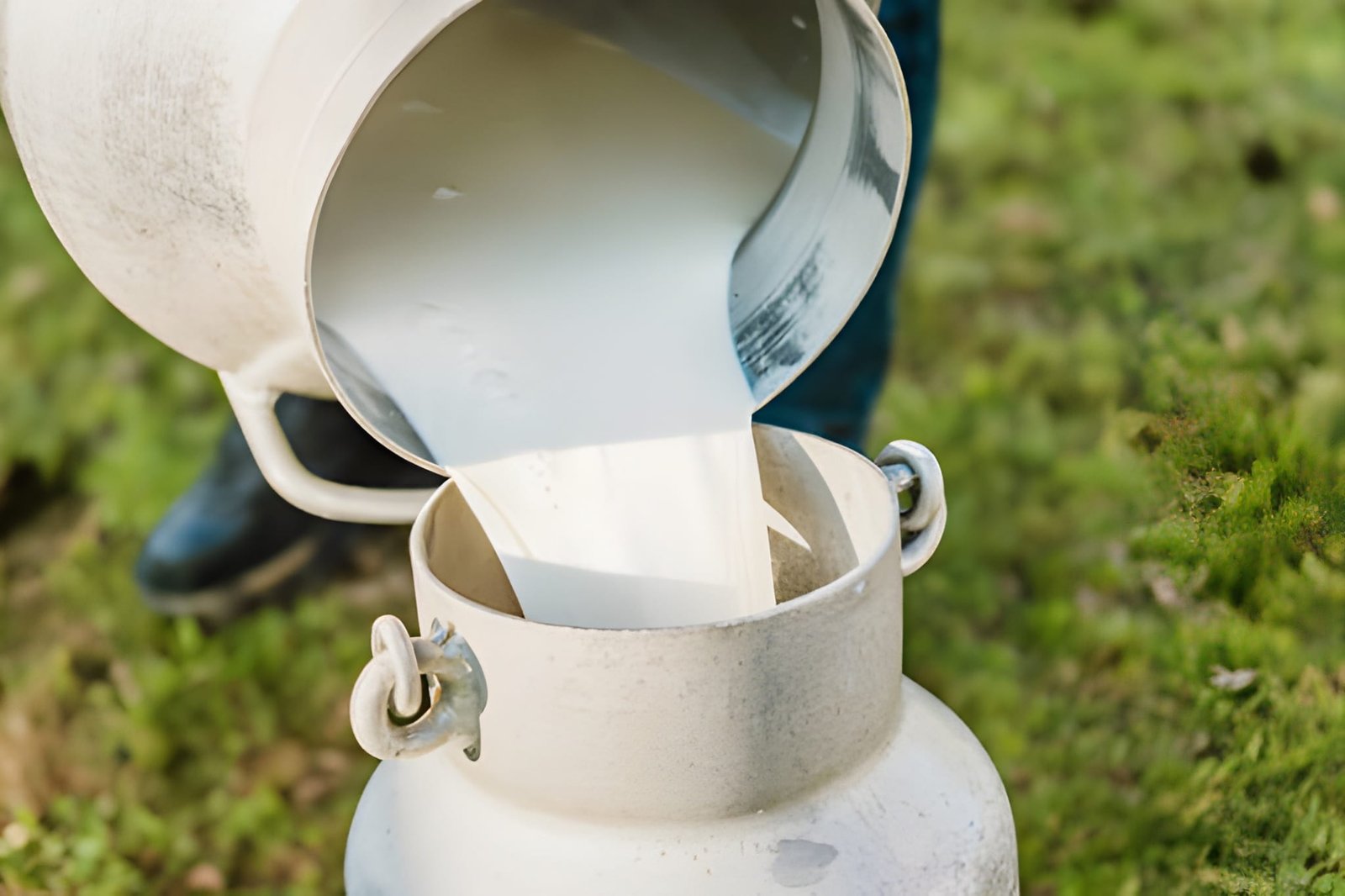 Cow milk is a wholesome and nutritious drink packed with essential nutrients like calcium, protein, and vitamins that promote overall growth and well-being. It helps in building strong bones, teeth, and muscles while boosting energy levels throughout the day.