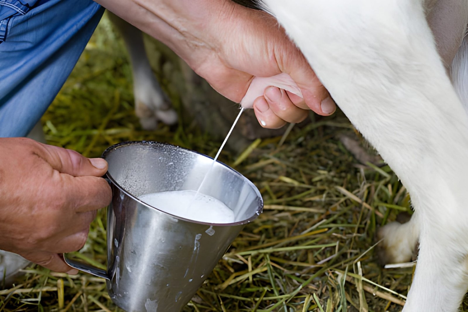 Cow milk is a wholesome, nutrient-rich drink derived from cows, cherished globally for its creamy taste and numerous health benefits.