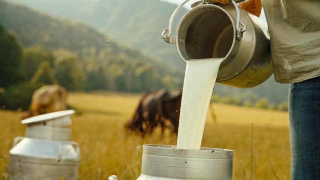 Buffalo milk is a creamy, thicker milk with a higher content of fat and protein than cow's milk, making it ideal for products like butter, cheese, and yogurt. It is rich in calcium, phosphorus, iron, and vitamins A and B12, and its higher fat and protein levels mean it takes longer for the body to digest. Its creamy white appearance is due to vitamin A conversion from beta-carotene, which is colorless in buffalo milk, unlike the yellowish-white of cow's milk.