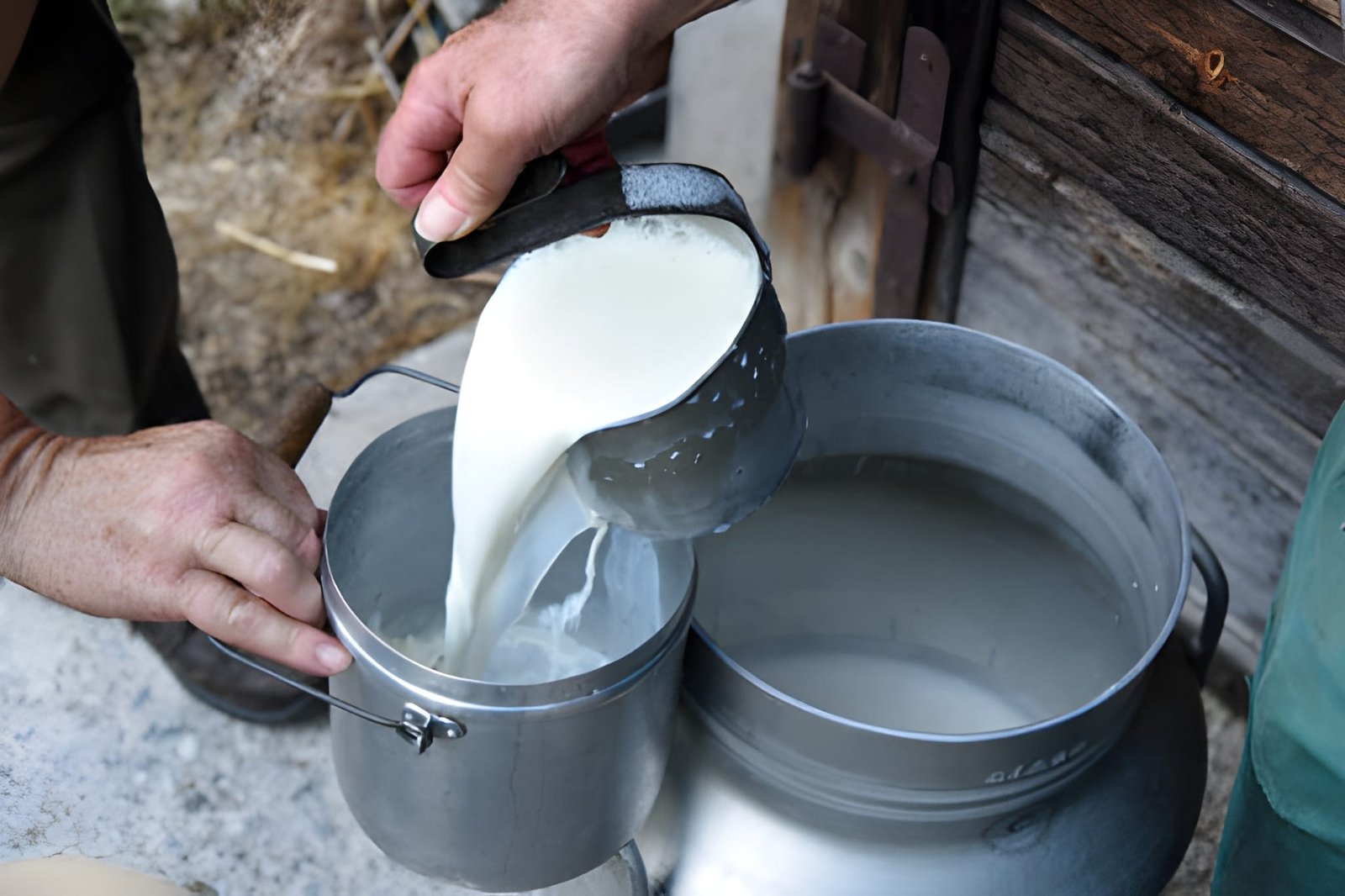 Our Cow Milk is a pure and fresh dairy product sourced from healthy cows, known for its creamy texture and delicious natural taste. It is rich in calcium, protein, and essential vitamins like A, D, and B12 that help in building strong bones, teeth, and muscles.