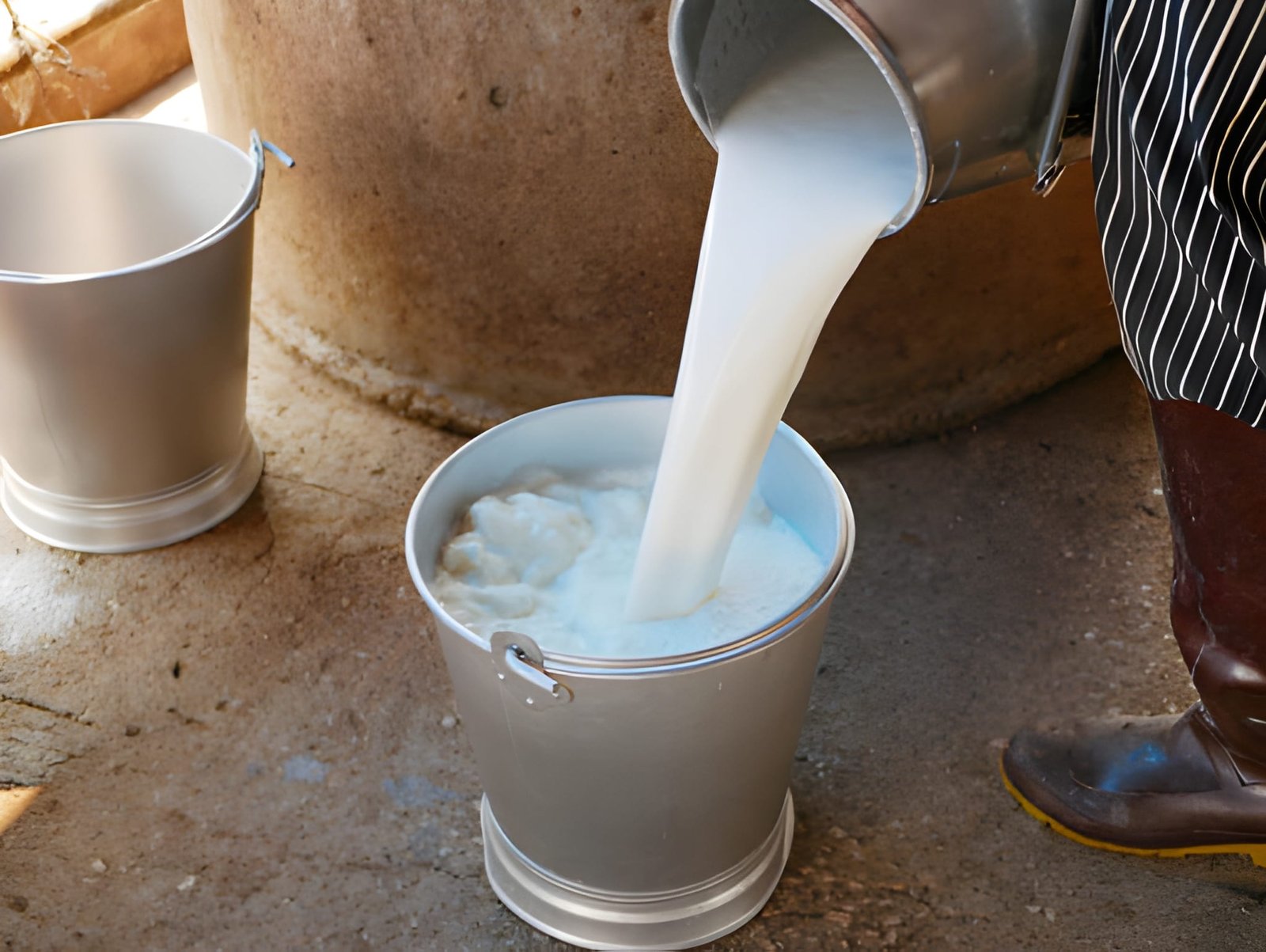 Buffalo Milk is a rich and creamy dairy product known for its high nutritional value and delicious taste. It contains more protein, calcium, and healthy fats than regular milk, making it ideal for strong bones, muscle growth, and overall well-being.